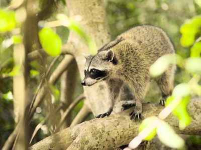 A curious racoon going through the Maya Forest.
