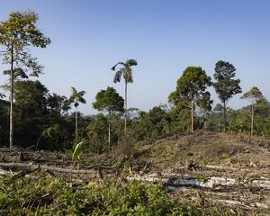 Deforested woodland area.