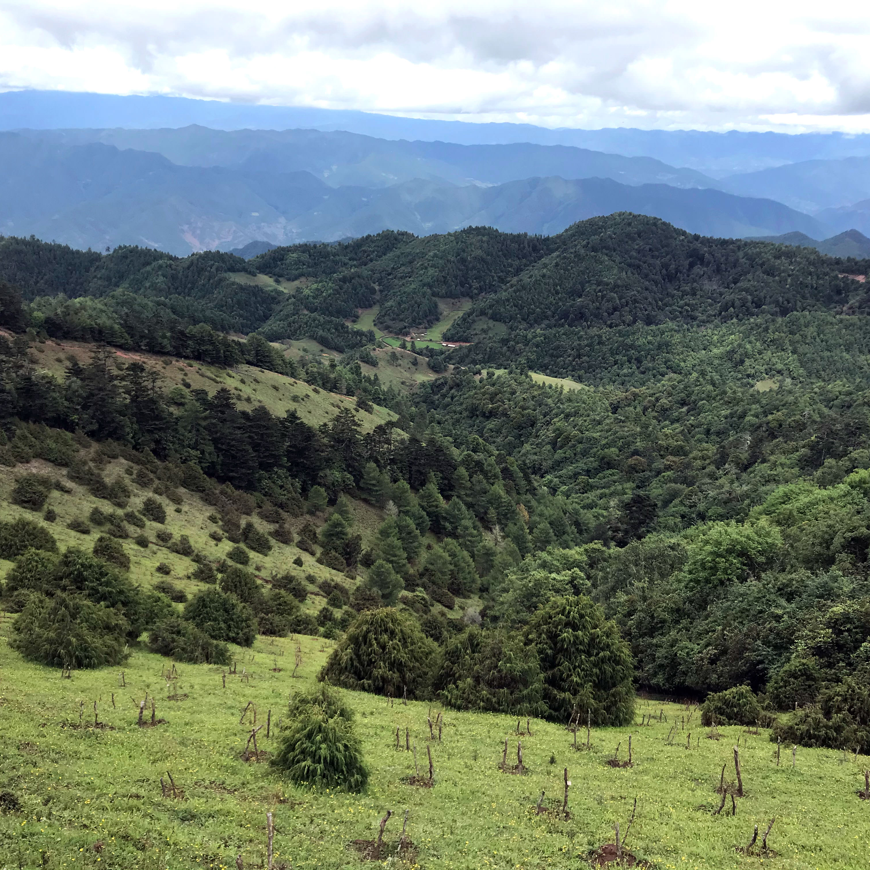 hills covered in green grass and forests.