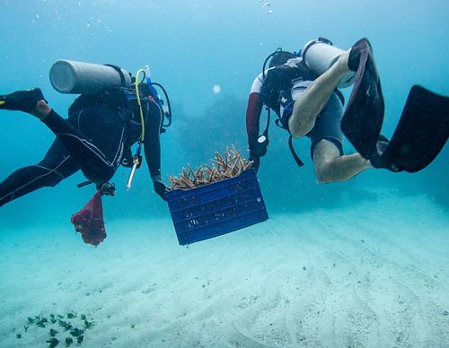 Two scuba divers swim with a crate of coral for restoration.