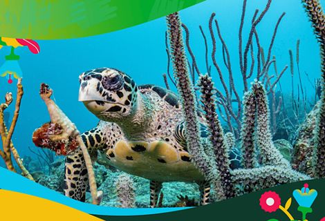 A turtle swims in the sea