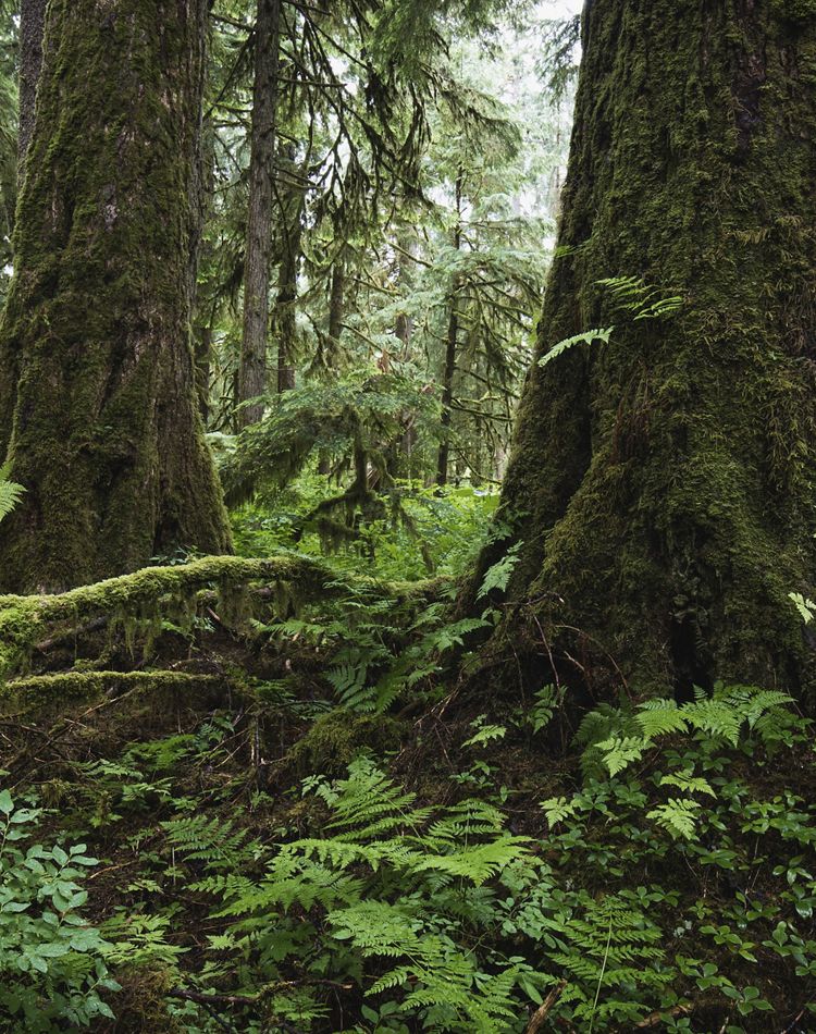 Rainforest with ferns and moss-covered tree trunks.