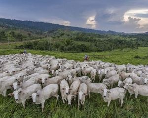 Grazing herd in the Amazon. 
