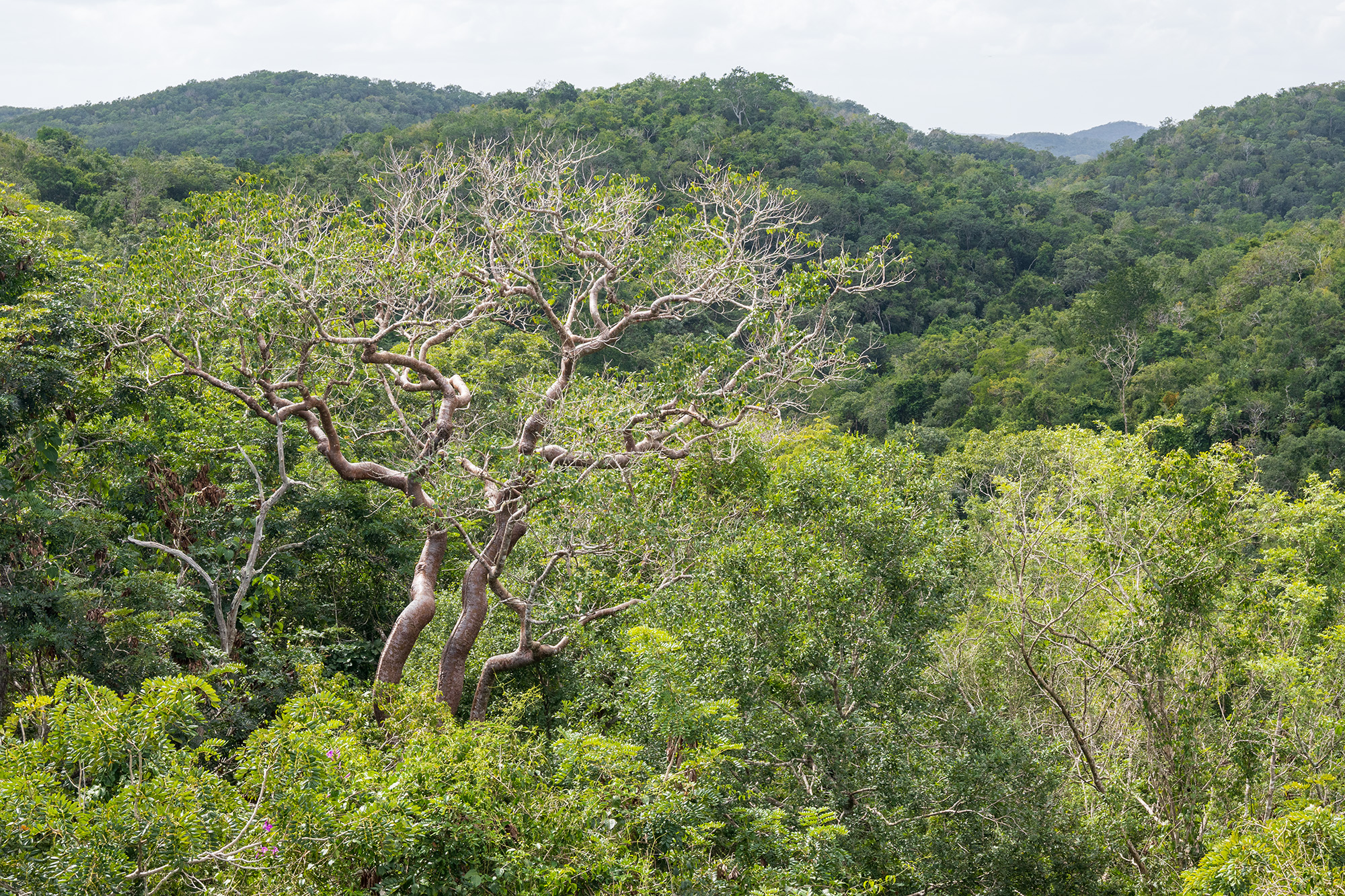 a forest view from the top of a mountain.