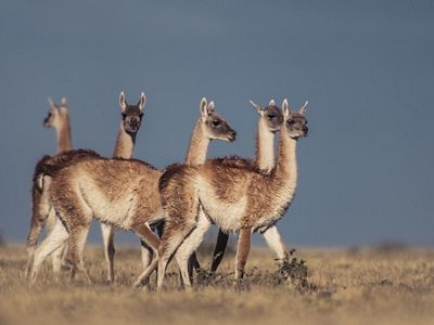 Guanacos grazing. 