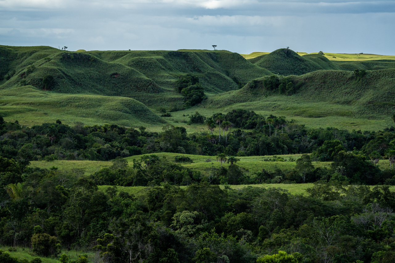 Green grassy hills interspersed with trees.