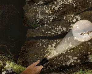 A rescuer uses a flashlight to find a rare Hickory Nut Gorge green salamander.