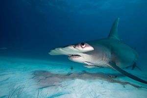 Scalloped hammerhead shark swims along the ocean floor.