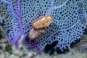 A close-up image features a light purple coral with two snails on it. 