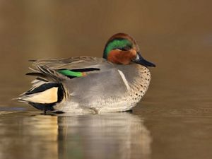 A small duck with a brown-and-green head sitting in a shallow pond.