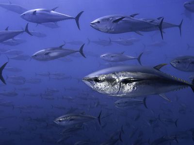 A school of tuna swimming in open water.
