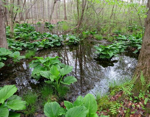 Large green plants grow out of a shallow pool of water surrounded by forest.