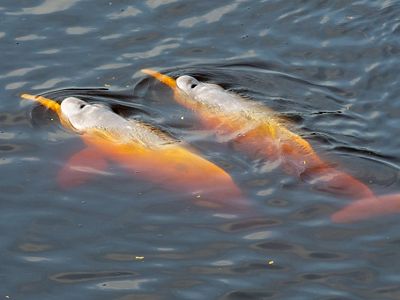 Pink dolphins of the Amazon basin. 