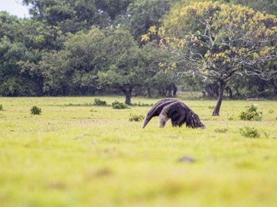 Giant anteater grazing in the Colombian Orinoquia. 