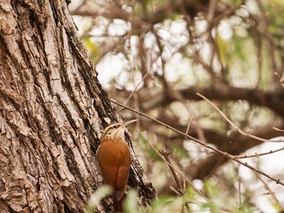 Scimitar-billed Woodcreeper. 