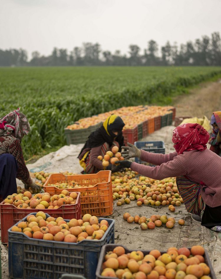 Farm workers harvest tomatoes in Haryana.