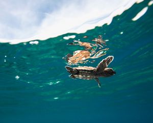 A view of a small baby loggerhead turtle from below as he swims in the ocean.