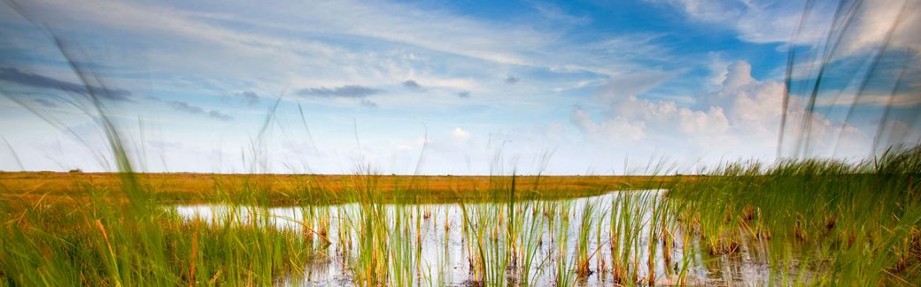 Water winds through the tall grass of a large marsh area.