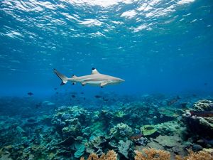 An adult blacktip shark cruises over Penguin Spit Reef, located near Palmyra Atoll’s western channel. 
