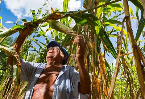 A man stands among a crop of tall plants and smiles as he pulls down one of the tall stalks.