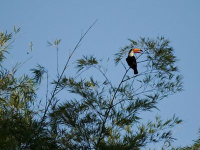 Toucan perched in bamboo. 