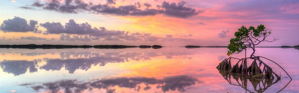 A large expanse of water glows orange and pink as it reflects the colors of the sun in a setting sky. A single small mangrove tree grows in the water in the foreground.