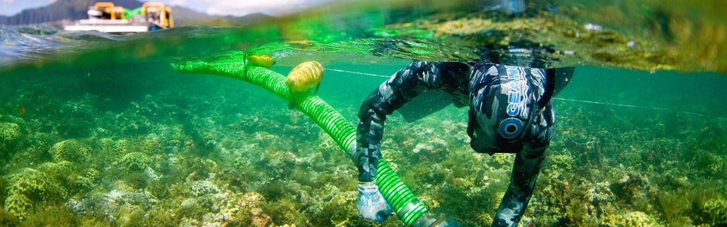 A diver hovers in blue ocean water above a patch of cor