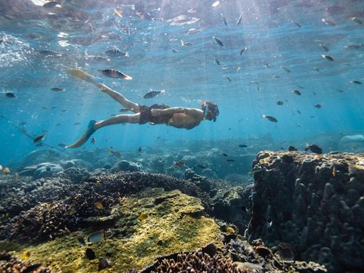 A snorkeler swims above a variety of coral.
