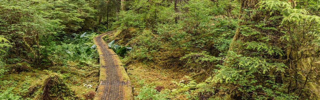 a moss-covered walkway through a dense temperate rainforest.