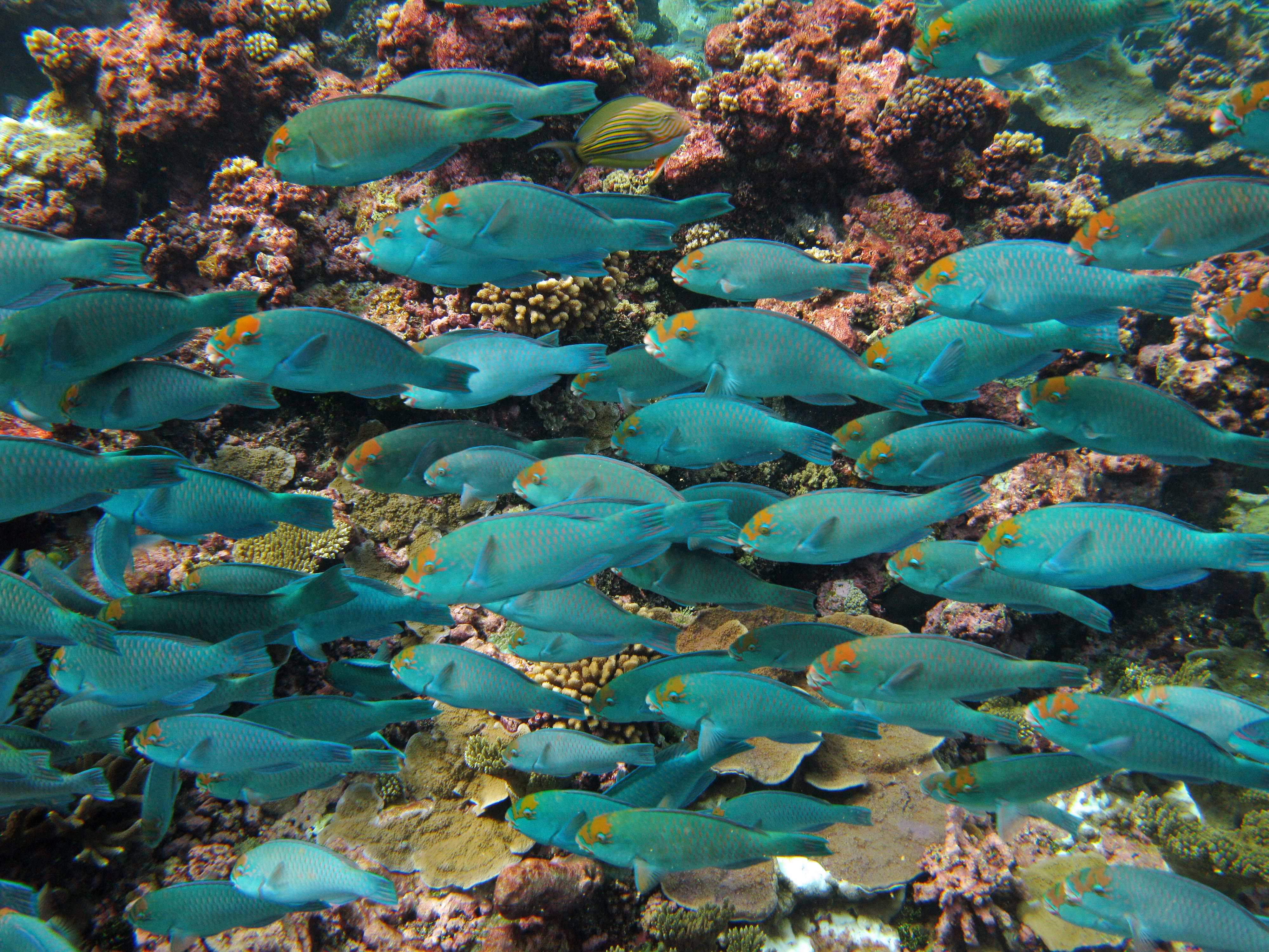 A school of blue fish swim through clear waters.