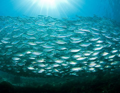 A huge school of yellowstripe fish.