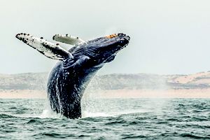 A large, gray whale breaches from ocean waters.