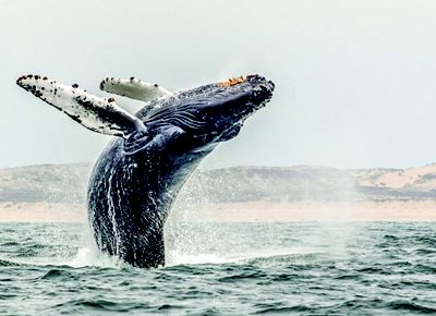 A humpback whale breaches into the air high above the water.
