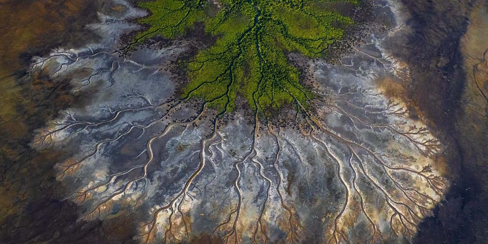 High-altitude view of forests and rivers branching out over land.