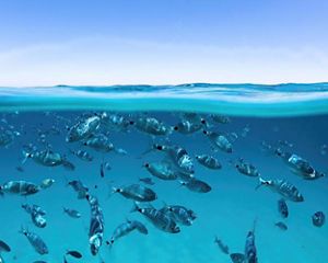 A split-shot at the water's surface with clear skies above and dozens of silver medium-sized porgy fish swimming through clear blue water below.