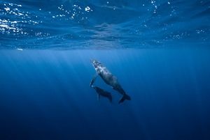 A mom and calf humpback whale pairing off in deep crystalline waters. 
