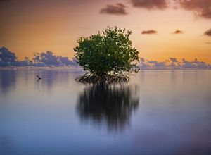 A red mangrove is surrounded by water with an orange sunset in the background.