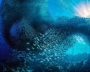 A gigantic school of sardines move in unison along the reefs of the island of Cebu, Philippines.