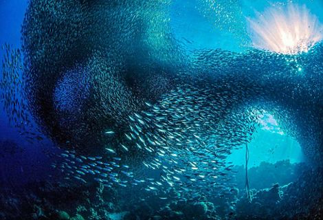 A gigantic school of sardines move in unison along the reefs of the island of Cebu, Philippines.