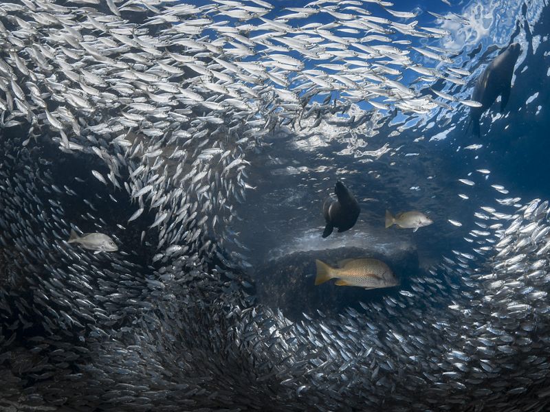 a large school of silver fish with other large fish swimming amongst them.