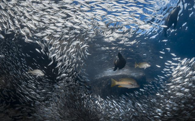 a large school of silver fish with other large fish swimming amongst them.
