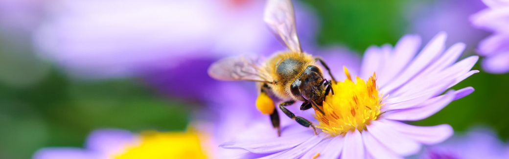 A bee on a purple flower.