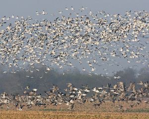 A collection of birds move about on the ground and in the sky.