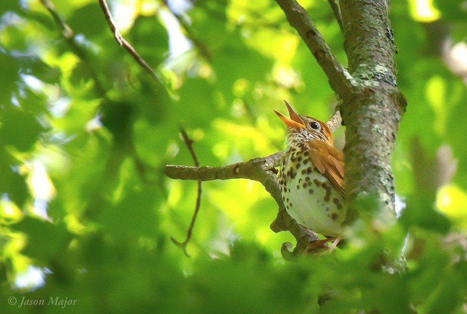 A brown-and-white bird singing in a tree. 