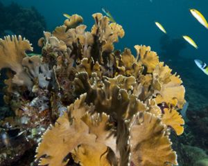 Coral in the ocean with yellow and blue fish swimming nearby.