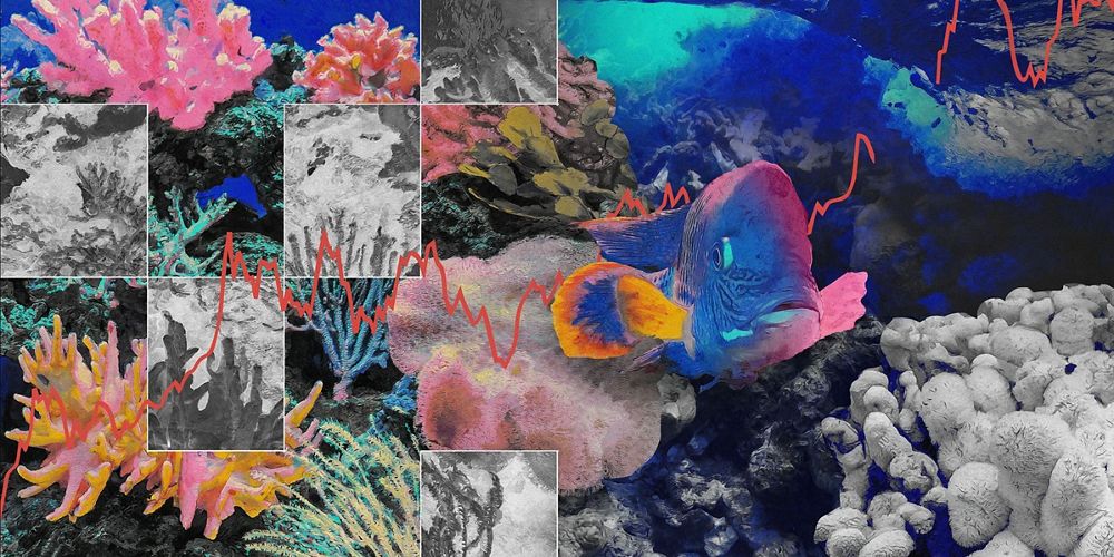 A photo collage depicts a vibrant coral reef interspersed with photos of coral bleaching.