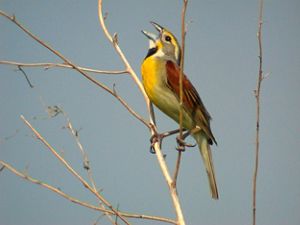 A brown bird with a yellow chest singing on a branch. 