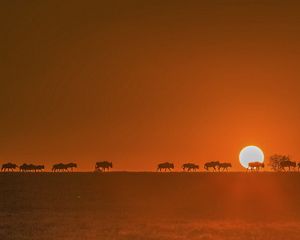 Wildebeests migrating across the African plain with sunset in background.