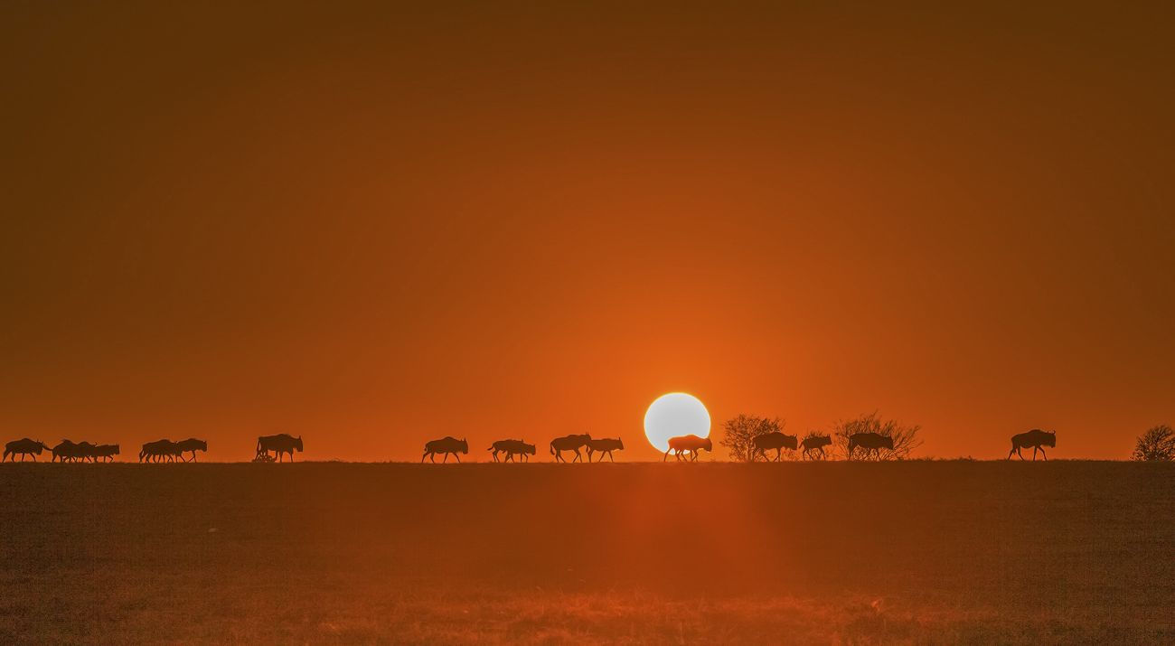 Wildebeests migrating across the African plain with sunset in background.