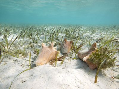 Queen Conch on Seagrass